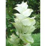 Sauge sclar�e 'vatican white' godet de 8 / 9 cm