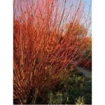 Saule blanc, aubier, saule argent� chermesina' racines nues