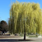 Saule blanc pleureur, salix / pot de 15l