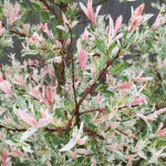 Saule du japon - salix integra 'hakuro nishiki' - 40 - 50 cm pot