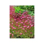 Saxifrage d'arends 'peter pan' godet de 8 / 9 cm