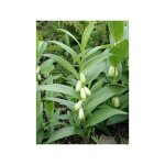Sceau de salomon humile godet de 8 / 9 cm