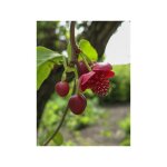 Schisandra rubriflora pot de 4l / 5l