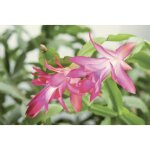 Schlumbergera pot 13 ? cactus de no�l �l�gant et fleuri