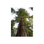 Squoia  feuilles d'if pot de 7, 5l / 10l