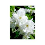 Seringat 'dame blanche' godet de 8 / 9 cm