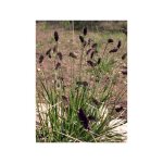 Sesleria heufleriana pot de 2l / 3l