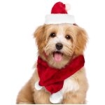 Set scarf chapeau pre nol pour chiens