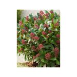 Skimmia du japon 'rubella' pot de 7, 5l / 10l Skimmia du japon 'rubella' pot de 7, 5l / 10l