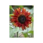 Soleil, tournesol 'claret f1' le sachet de 25 graines