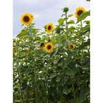 Soleil, tournesol 'g�ant' sachet de 50 graines