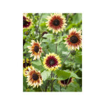 Soleil, tournesol 'magic roundabout f1' le sachet de 25 graines