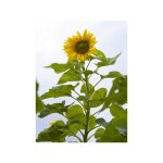 Soleil, tournesol 'mongolian giant' sachet de 3g