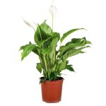 Spathiphyllum - fleur de lune - plante d'intrieur - dpolluante - 60 - 80 cm de haut - pot 17 cm - bloomique ...