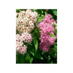 Spir�e japonaise 'genpei' pot de 1l / 1, 5l