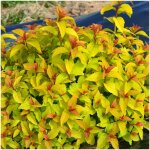 Spire du japon merlo gold ' davcop04' / pot de 3l