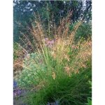 Sporobolus heterolepis pot de 2l / 3l