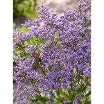 Statice 'dazzle rocks' godet de 8 / 9 cm