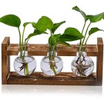 Station de multiplication des plantes, bac � plantes grimpantes avec structure en bois, vase de propagation ...