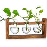 Station de propagation 3 pcs ampoule vase d'avocat vase en verre de gland pour fleurs terrarium pot planteur ...