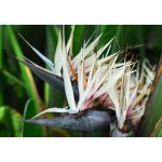 Sterlizia nicolai oiseau de paradis g�ant strelitzia photos r�elles pot 24cm