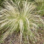 Stipe g�ant - stipa gigantea pot 3l