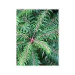 Sumac  bois glabre, vinaigrier 'laciniata' pot de 3l / 4l
