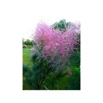 Le jardin du pic vert - tamaris d'�t� 'pink cascade' pot de 2l / 3l