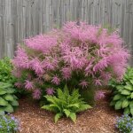 Tamaris d'�t� rose, tamarix / pot de 7, 5l