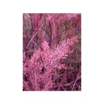 Tamaris d'�t� 'rubra' pot de 3l / 4l