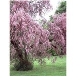Tamaris parviflora pot de 3l / 4l