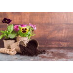 Terreau de jardin pour fleurs universel 80l