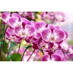 Terreau pour orchid�es avec engrais 3l