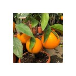 Vivaio garden forest - thompson pot � plantes orange 20cm