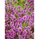 Thym serpolet 'coccineus' godet de 8 / 9 cm