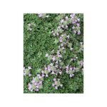 Thym serpolet 'elfin' godet de 8 / 9 cm