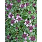 Thym serpolet godet de 7 / 8 cm