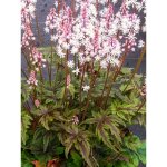 Tiarelle 'angel wings' godet de 8 / 9 cm