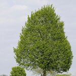 Tilleul  petites feuilles / pot de 7, 5l