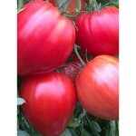 Tomate 'coeur de boeuf' le sachet de 150 graines (0, 5g)