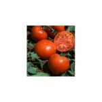 Tomate hector hf1 - 15 semences - graines de legumes Tomate hector hf1 - 15 semences - graines de legumes