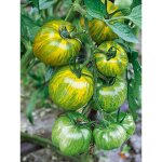 Tomate 'green zebra' le sachet de 40 60 graines (0, 2g)