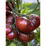 Tomate 'noire de crim�e' le sachet de 60 graines (0, 2g)