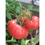 Tomate 'rose de berne' le sachet de 50 graines (0, 2g)
