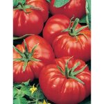 Tomate 'supersteak' f1 le sachet de 12 graines