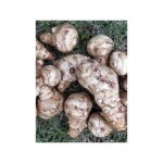 Topinambour 'fuseau culinaire' godet de 7 / 8 cm