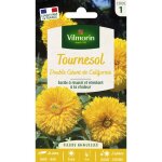 Tournesol double gant de californie vilmorin
