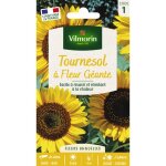 Tournesol  fleur gante vilmorin