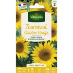 Tournesol golden hedge vilmorin