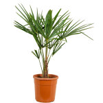 Bloomique - trachycarpus fortunei - palmier éventail chinois - palmier rustique - plantes de jardin - ... Bloomique - trachycarpus fortunei - palmier éventail chinois - palmier rustique - plantes de jardin - ...